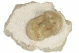 Rare, Dysplanus Babinoensis Trilobite - Russia #191178-1